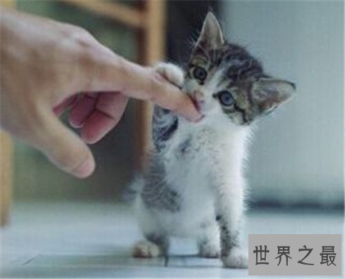 【图】梦见猫咬我是什么意思 梦见被黑猫咬什么含义