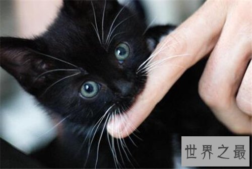 【图】梦见猫咬我是什么意思 梦见被黑猫咬什么含义