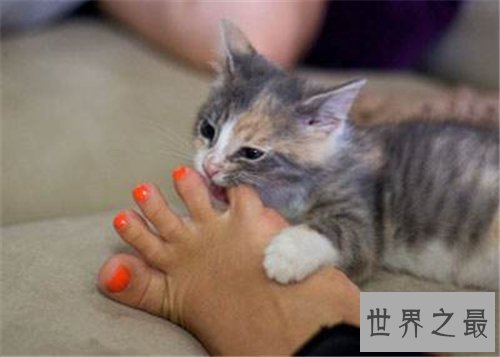 【图】梦见猫咬我是什么意思 梦见被黑猫咬什么含义