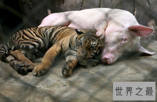 【图】扮猪吃老虎的典故引见 成语并无褒贬之意