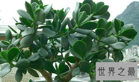 【图】让咱们一同来探寻关于燕子掌这一植物一切的一