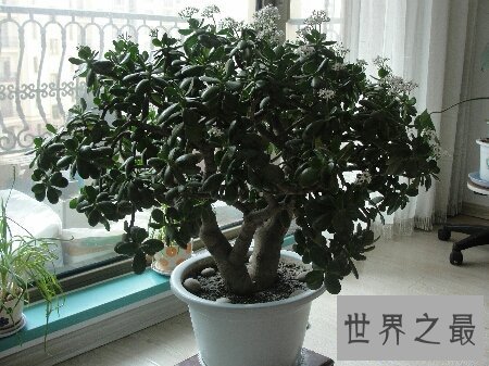 【图】让咱们一同来探寻关于燕子掌这一植物一切的一