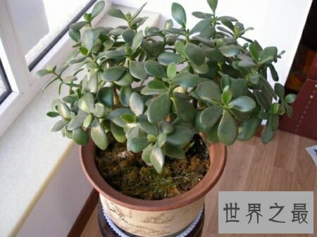 【图】让咱们一同来探寻关于燕子掌这一植物一切的一