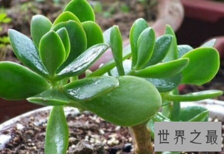【图】让咱们一同来探寻关于燕子掌这一植物一切的一