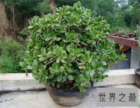 【图】让咱们一同来探寻关于燕子掌这一植物一切的一