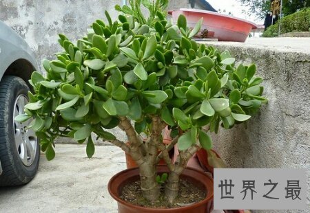 【图】让咱们一同来探寻关于燕子掌这一植物一切的一
