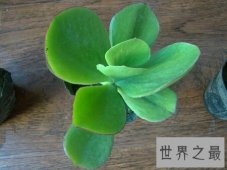 【图】让我们一起来探寻关于燕子掌这一植物所有的一