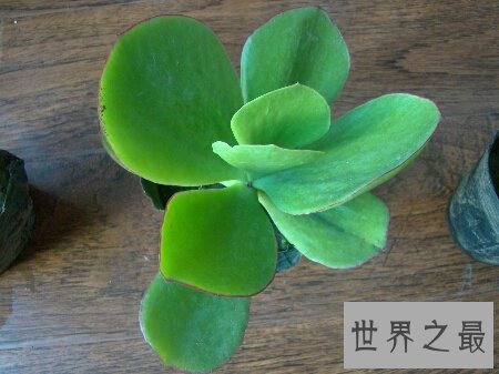 【图】让咱们一同来探寻关于燕子掌这一植物一切的一