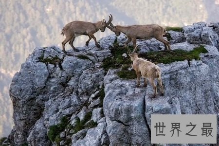 【图】粉身碎骨的意思 粉身碎骨浑不怕 要留洁白在世间