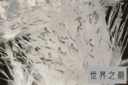 【图】粉身碎骨的意思 粉身碎骨浑不怕 要留洁白在世间