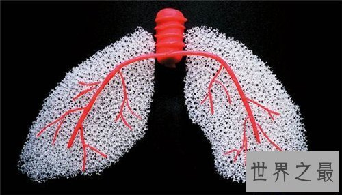 【图】肺部纤维化病因原由引见 症状以及治疗方法引见