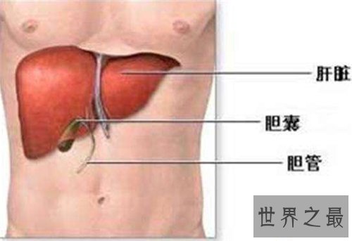 【图】人体器官散布图引见 五脏六腑的地位都在哪
