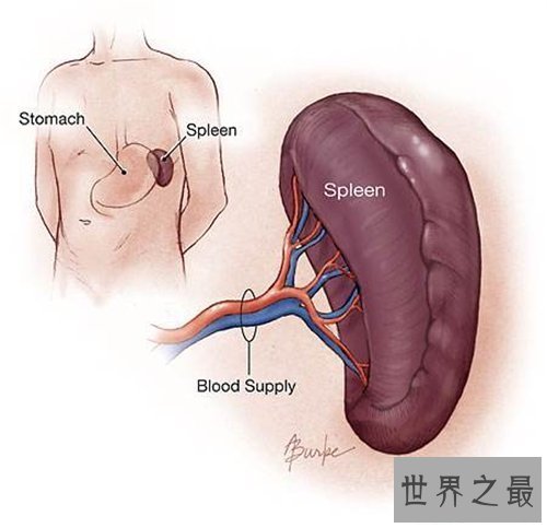 【图】人体器官散布图引见 五脏六腑的地位都在哪