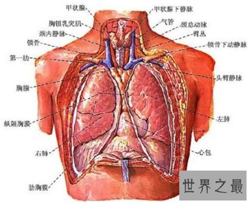 【图】人体器官散布图引见 五脏六腑的地位都在哪