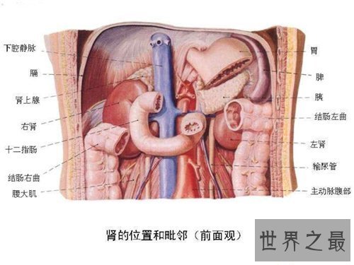 【图】人体器官散布图引见 五脏六腑的地位都在哪