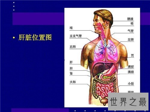 【图】人体器官散布图引见 五脏六腑的地位都在哪