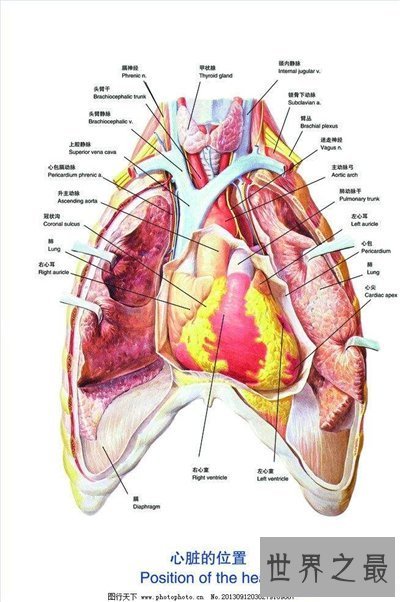 【图】人体器官散布图引见 五脏六腑的地位都在哪