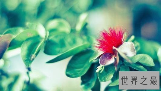 【图】鼻子不通气怎样办，心境不好兴许只是由于鼻子