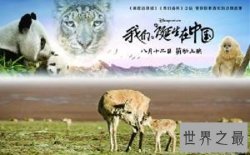 【图】我们诞生在中国以动物为主角演绎的一则感人的
