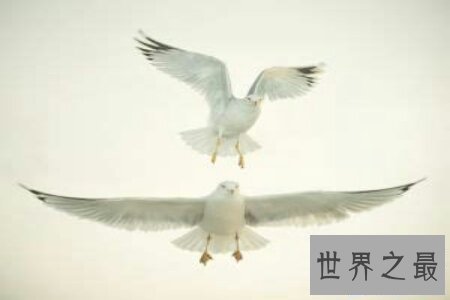 【图】笨鸟先飞的故事你听过吗 这个成语意思你知道吗