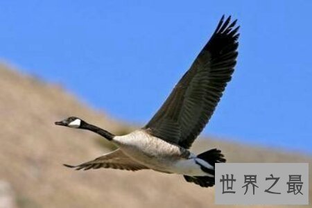 【图】笨鸟先飞的故事你听过吗 这个成语意思你知道吗