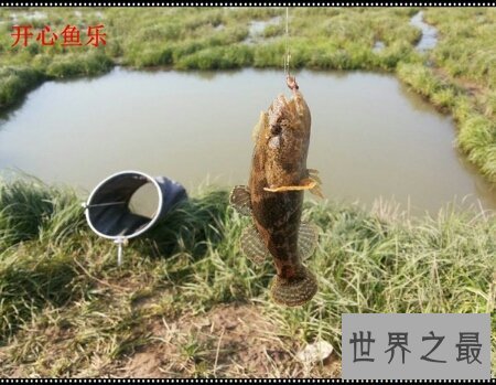 【图】癞蛤蟆身上都是有剧毒的 有人因此还为之丧命