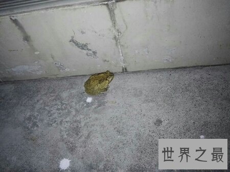【图】癞蛤蟆身上都是有剧毒的 有人因此还为之丧命