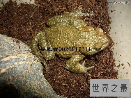 【图】癞蛤蟆身上都是有剧毒的 有人因此还为之丧命