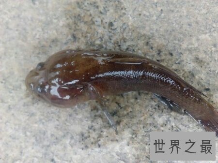 【图】癞蛤蟆身上都是有剧毒的 有人因此还为之丧命