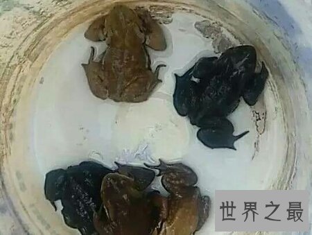 【图】癞蛤蟆身上都是有剧毒的 有人因此还为之丧命
