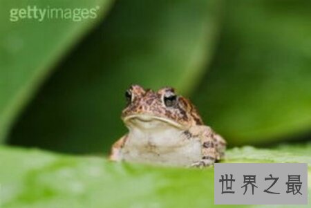 【图】癞蛤蟆身上都是有剧毒的 有人因此还为之丧命