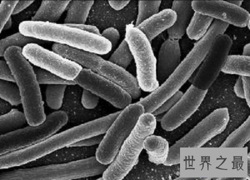 【图】女性男性的最大克星除了癌症还有淋病淋病的症