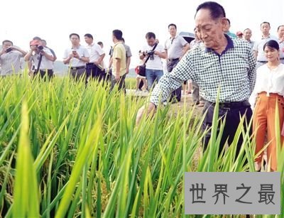 【图】袁隆平杂交水稻之父他的所做造福了社会