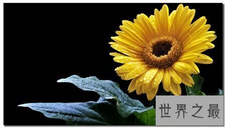 【图】花枝招展是描画女孩子的 那花枝招展的意思又是