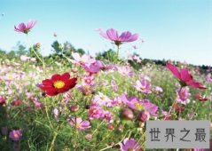 【图】花枝招展是形容女孩子的 那花枝招展的意思又是