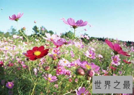 【图】花枝招展是描画女孩子的 那花枝招展的意思又是