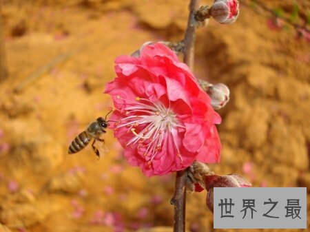 【图】花枝招展是描画女孩子的 那花枝招展的意思又是