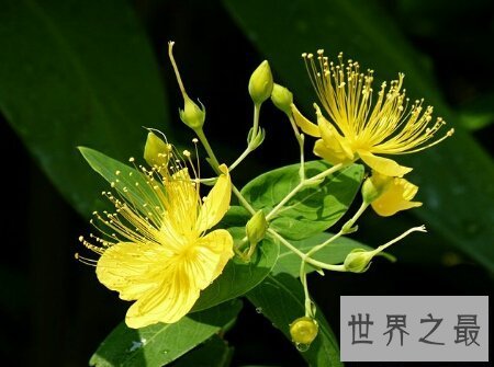 【图】花枝招展是描画女孩子的 那花枝招展的意思又是