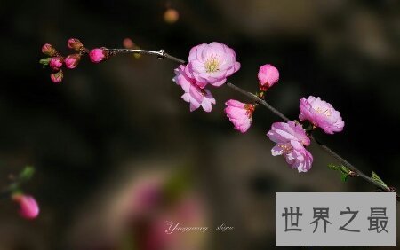 【图】花枝招展是描画女孩子的 那花枝招展的意思又是