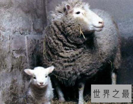【图】克隆羊最早的技术如今克隆技术发展如何
