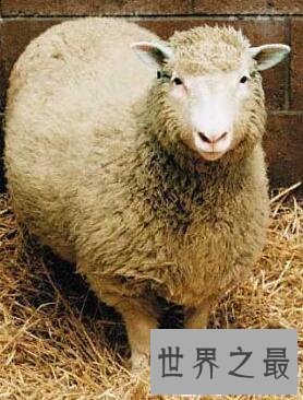 【图】克隆羊最早的技术如今克隆技术发展如何