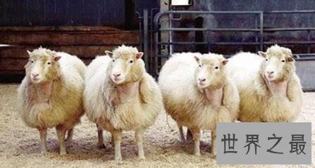 【图】克隆羊最早的技术如今克隆技术发展如何