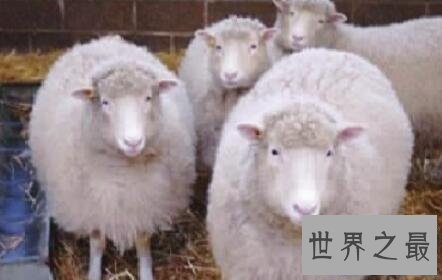 【图】克隆羊最早的技术如今克隆技术发展如何