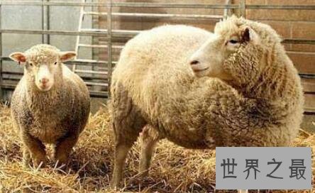 【图】克隆羊最早的技术如今克隆技术发展如何