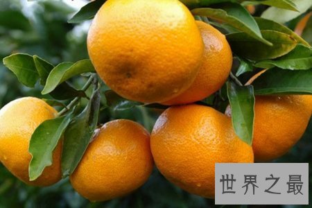 【图】芦柑是一种营养价值非常高的水果 对人体有着极