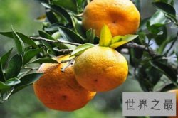 【图】芦柑是一种营养价值十分高的水果 对人体有着极