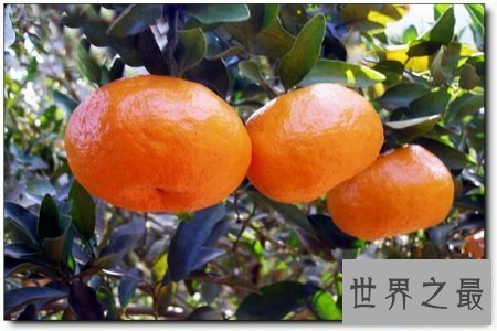 【图】芦柑是一种营养价值非常高的水果 对人体有着极