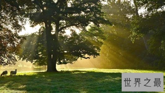 【图】失眠怎样办，兴许失眠仅仅只是由于夏日拂过的