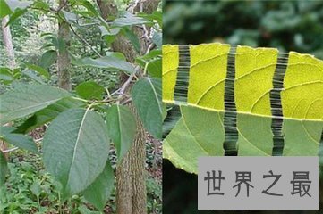 【图】杜仲茶是茶的一种 你喝过杜仲茶吗 那么杜仲茶的