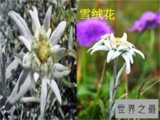 【图】雪绒花英文版来历介绍 创作背景竟是真实故事